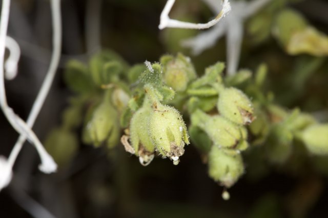 Close up of Geranium flowers