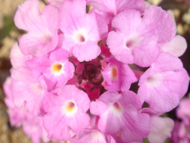 Blooming Pink Lantanas