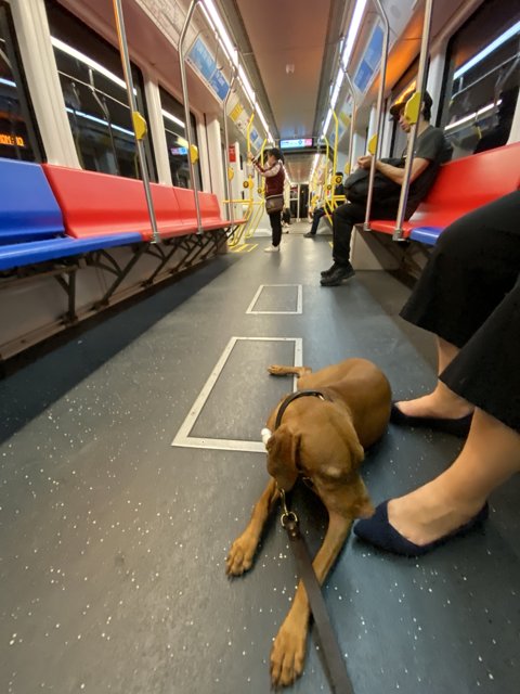 Sleepy Pup on the Subway