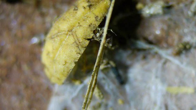 Tiny Insect Clinging to Yellow Organic Matter