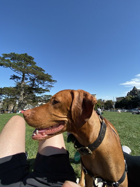 A Furry Lap Warmer on a Cloudy Day at Alamo Square