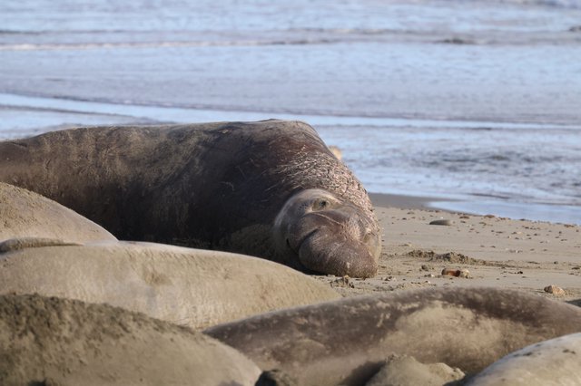 Northern Elephant Seals Resting on Drakes Beach
