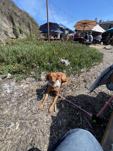 Puppy Playtime in Bodega Bay