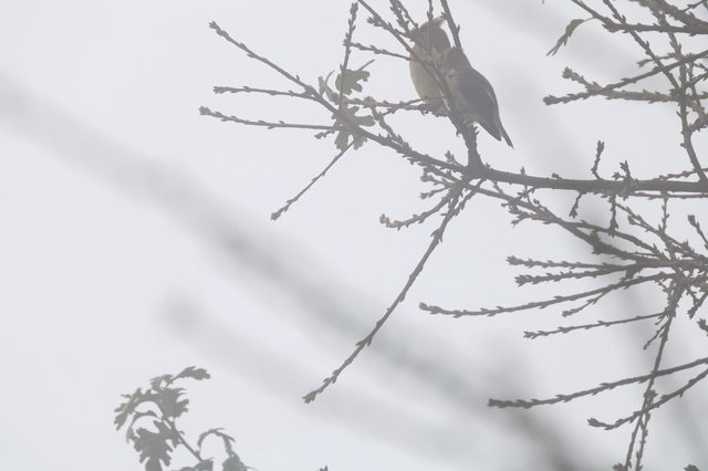 Bird Perched on Frosted Winter Branch at Dusk