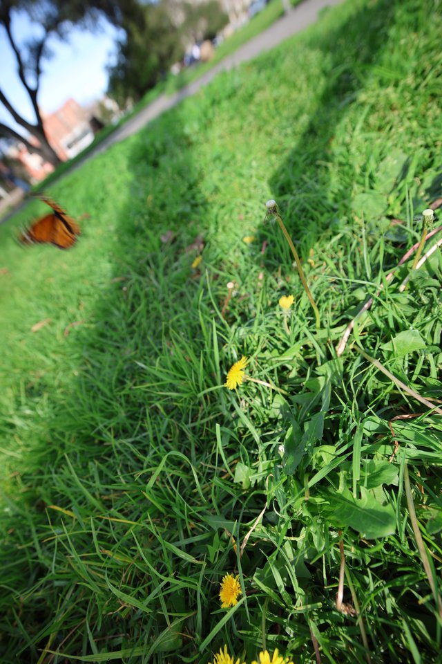 Butterfly in Flight Above Dandelion-Filled Meadow Path