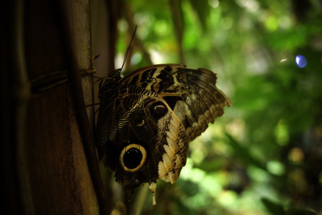 Mystical Gaze of a Butterfly