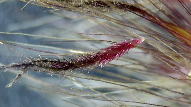 Crimson Bristles: Extreme Macro of Tiny Organism