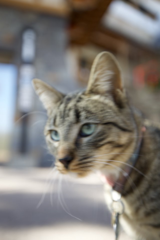 Tabby Cat with Striking Blue Eyes at Dinner Table