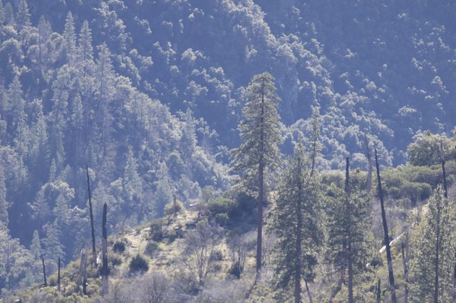 Forest Regeneration After Wildfire in Mountain Landscape
