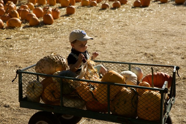 Harvest Joy: Little Explorer in the Pumpkin Patch