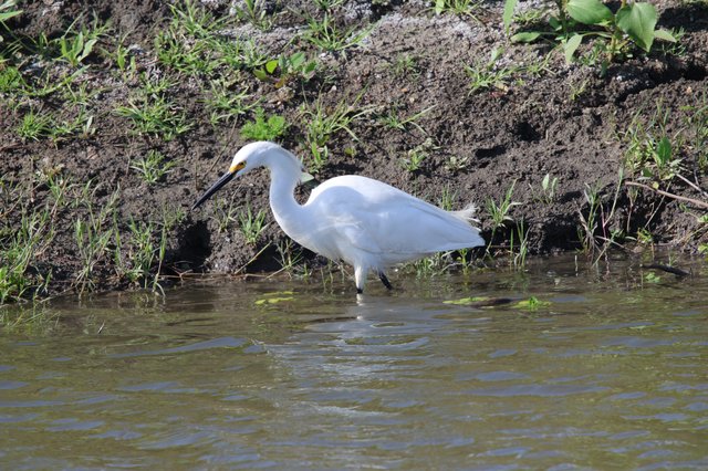 Snowy Egret Foraging in Shallow Wetland Waters