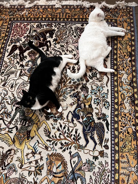 Feline Friends on a Moroccan Rug