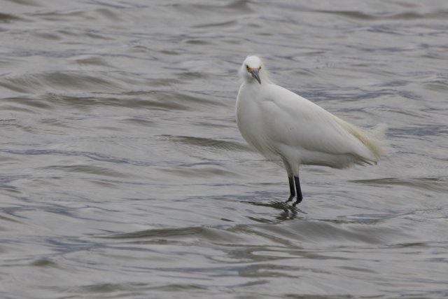 Graceful Presence