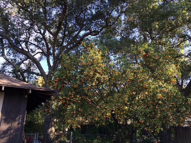 Bountiful Oranges on a Tree