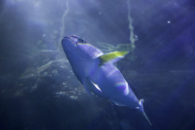 Sunny Serenity Underwater: Aquatic Ballet in the Aquarium