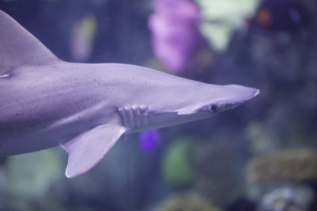 Hammerhead Shark in Aquarium