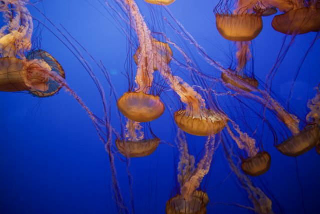 Ballet of the Deep: Jellyfish in Motion