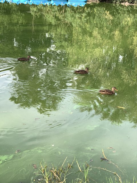 A Flock of Ducks Enjoying A Peaceful Morning Swim