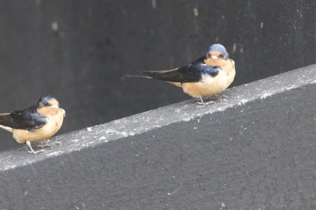 Feathered Companions