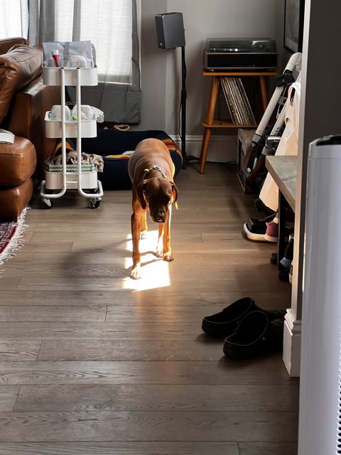 Sunbathing Beagle on Hardwood Floor