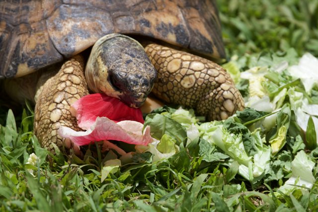 Midday Meal: A Tortoise at the Honolulu Zoo