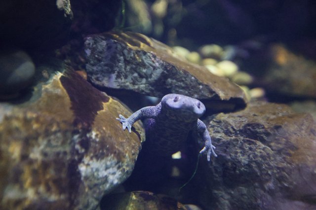 African Clawed Frog Resting on Aquarium Rocks
