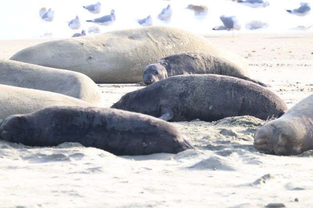 Elephant Seals Resting on Drakes Beach Shore