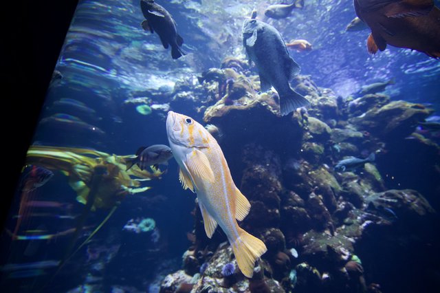 Golden Rockfish Swimming in Kelp Forest Aquarium Display
