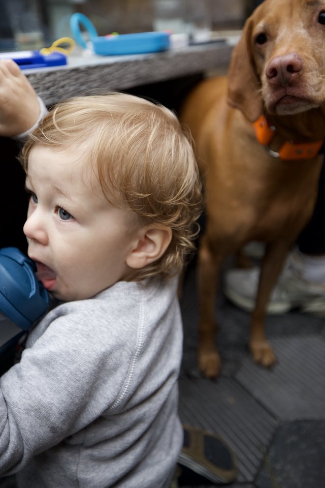 Young Child Getting First Haircut with Dog Companion