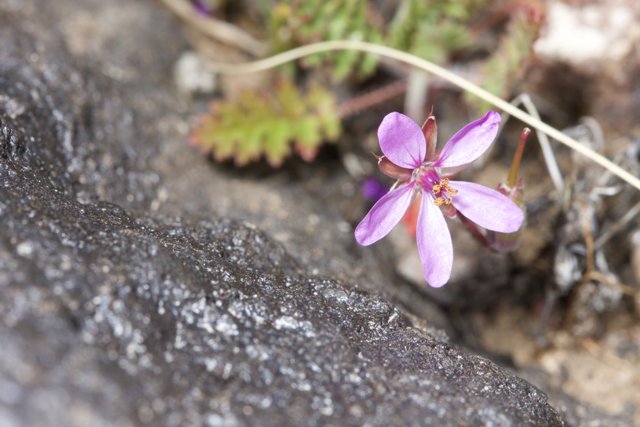 Purple Geranium Amidst Rocky Terrain