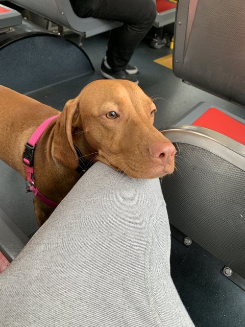 Commuting Companion