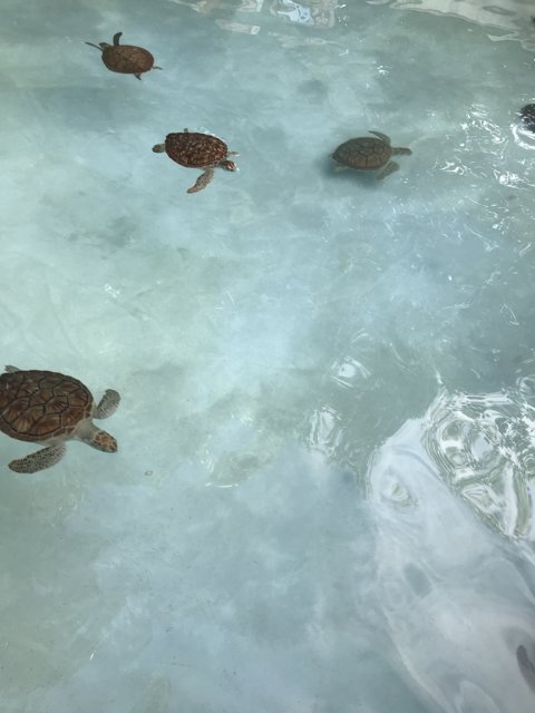 The Four Sea Turtles