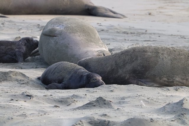 Elephant Seal Pups Resting on Sandy Beach