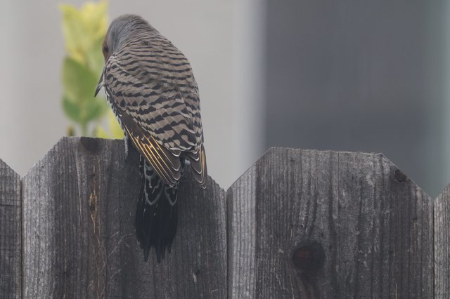 Barred Plumage Bird Perched on Weathered Fence