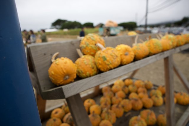 Autumn Harvest: A Pumpkin Parade