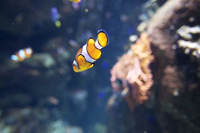Colorful Clownfish Swimming in Aquarium