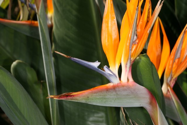 A Close-up of Bird of Paradise Flower