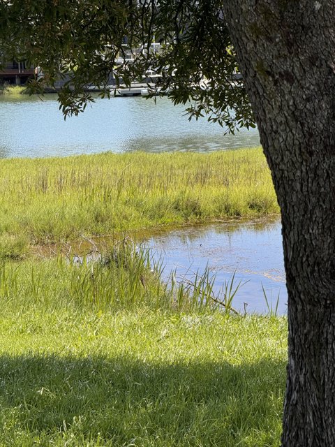 Tranquil Waters of Piper Park