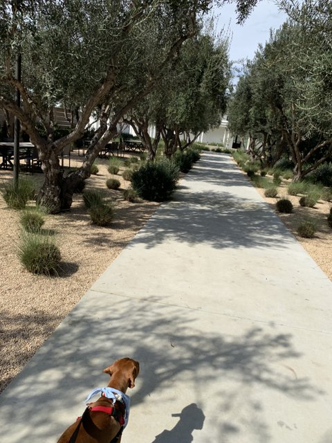 A Canine’s Walk in the Park
