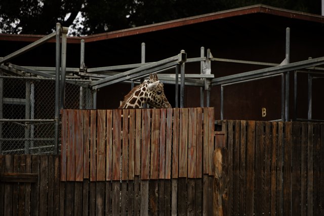 Guardian of the Savannah: An Encounter at Oakland Zoo