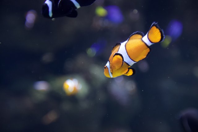 Underwater Wonders: The Colorful Clownfish