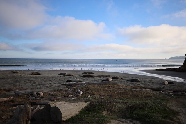 Elephant Seals Resting on Drakes Beach at Sunset