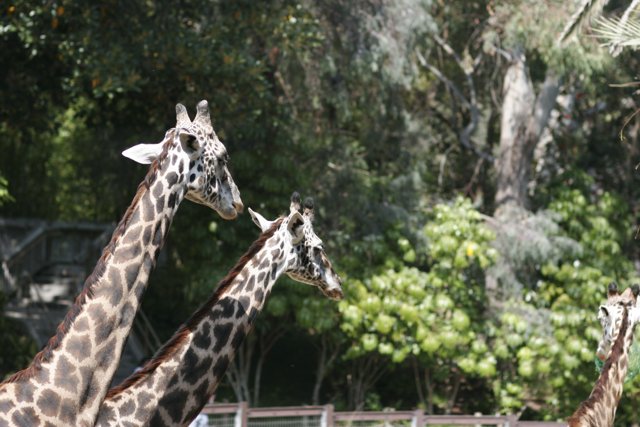 Up Close and Tall: Three Majestic Giraffes at the Zoo