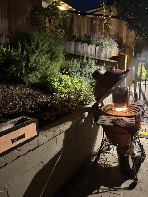 Evening Glow in the Backyard