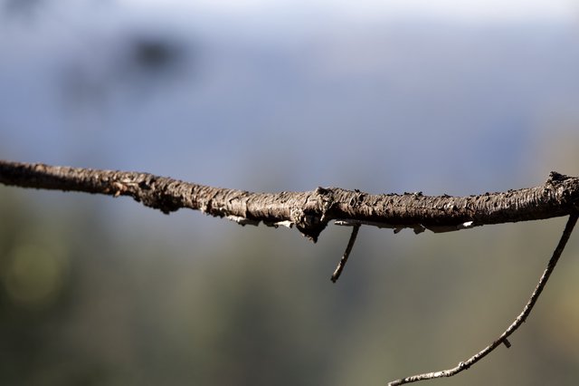 Lichen-Covered Branch Detail in Winter Landscape