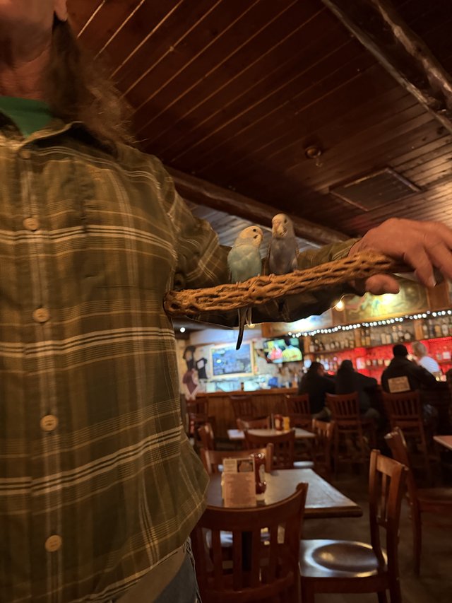 Pet Birds on Perch in Rustic Restaurant