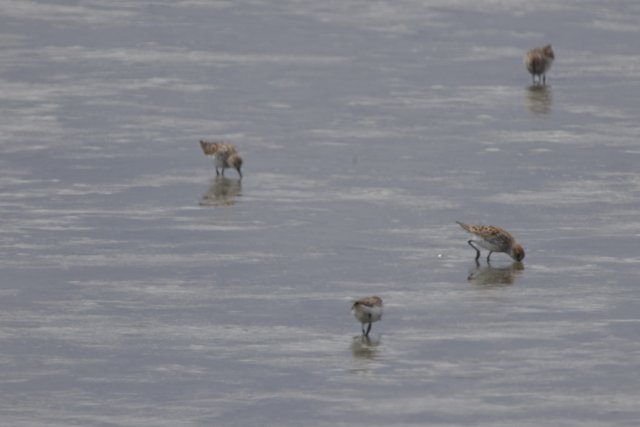 Peaceful Foraging in San Pablo Bay