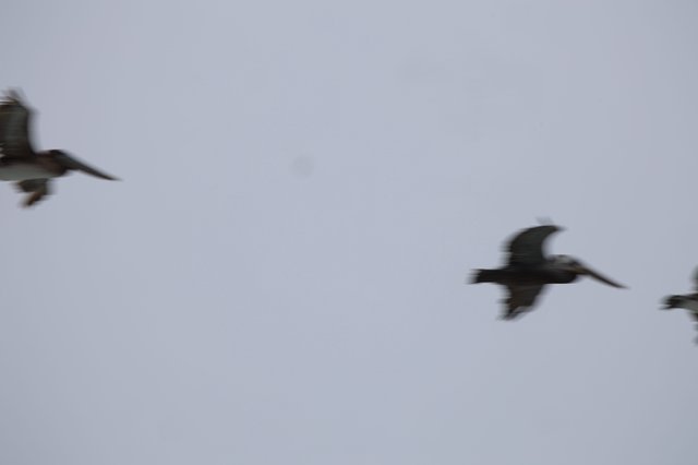 Three Birds in Motion Against Overcast Sky