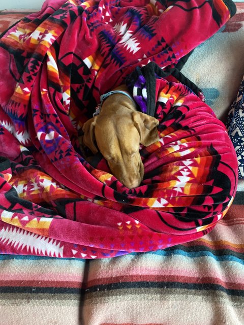 Snoozing Pup on a Cozy Quilt
