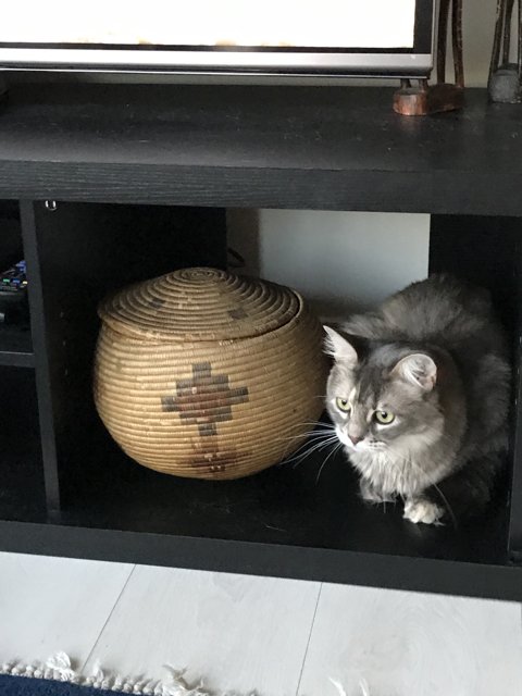 The TV Stand Cat